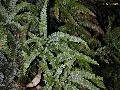 Rough Maidenhair Fern / Adiantum hispidulum